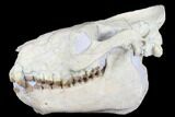 Fossil Oreodont (Merycoidodon) Skull - Wyoming #176385-2